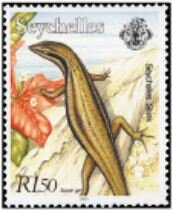 Seychelles Mabuya (Mabuya seychellensis)