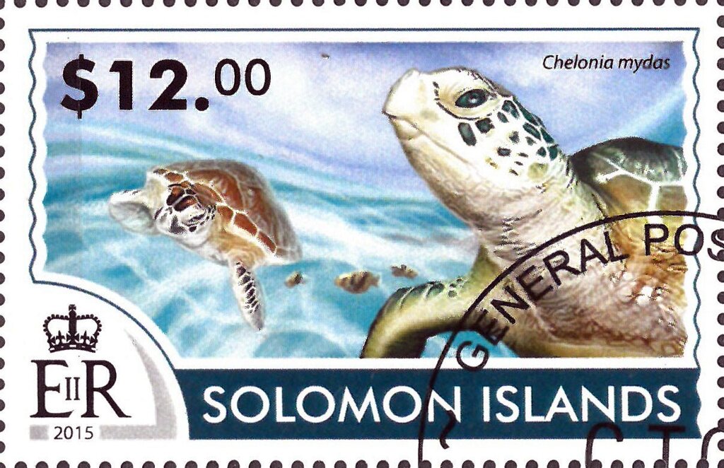 Chelonia mydas