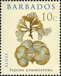 Stamp, Padina gymnospora, Barbados,  