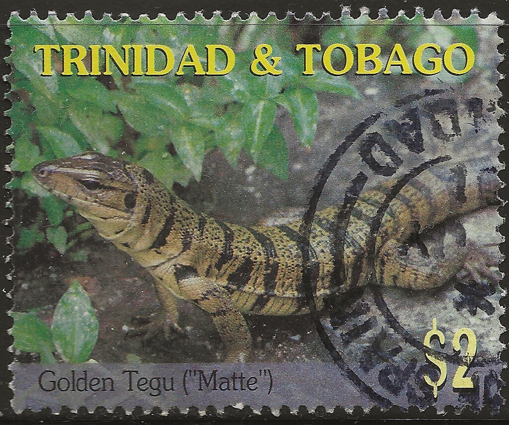 Golden Tegu