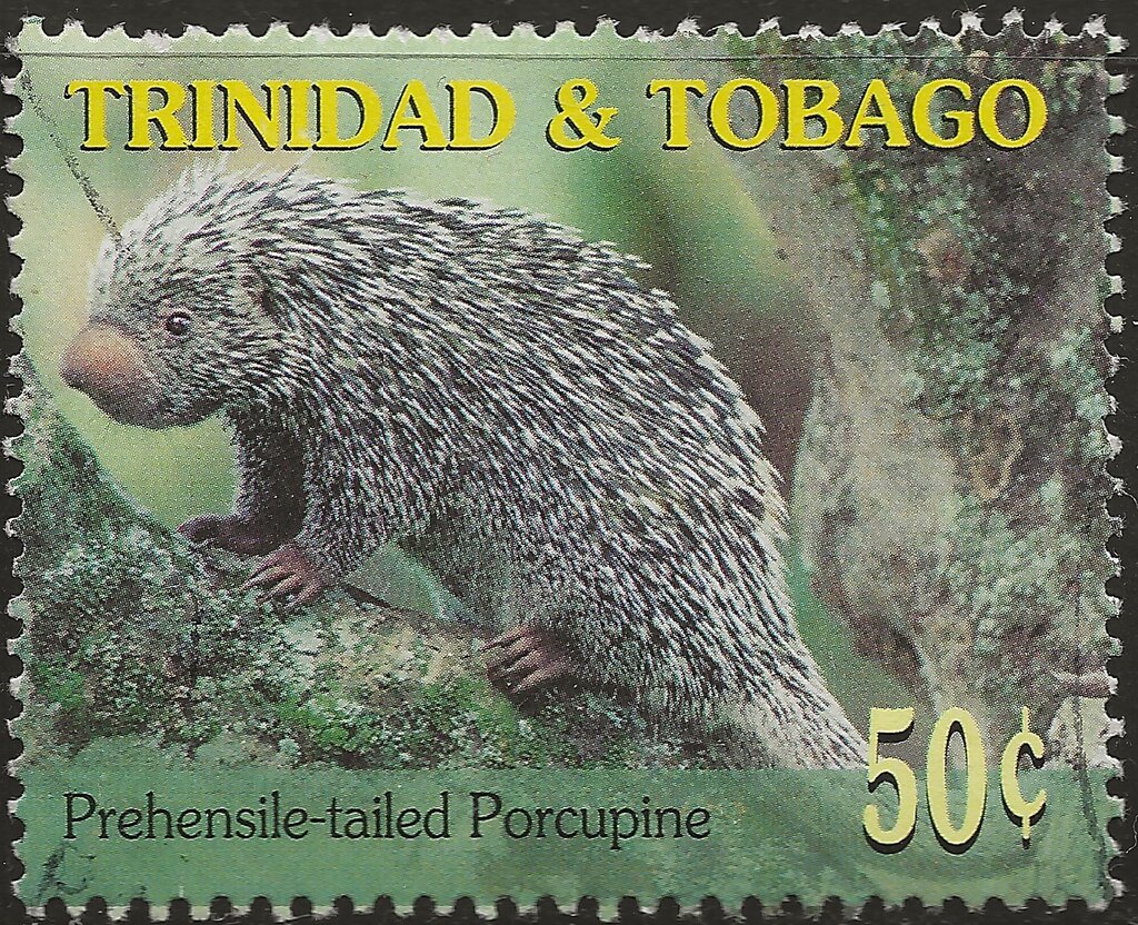 Prehensile tailed Porcupine
