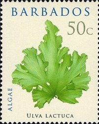 Ulva lactuta