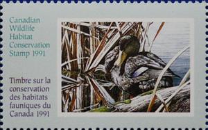 Stamp, Black duck, Canada,  , Animals (Fauna), Birds, Ducks