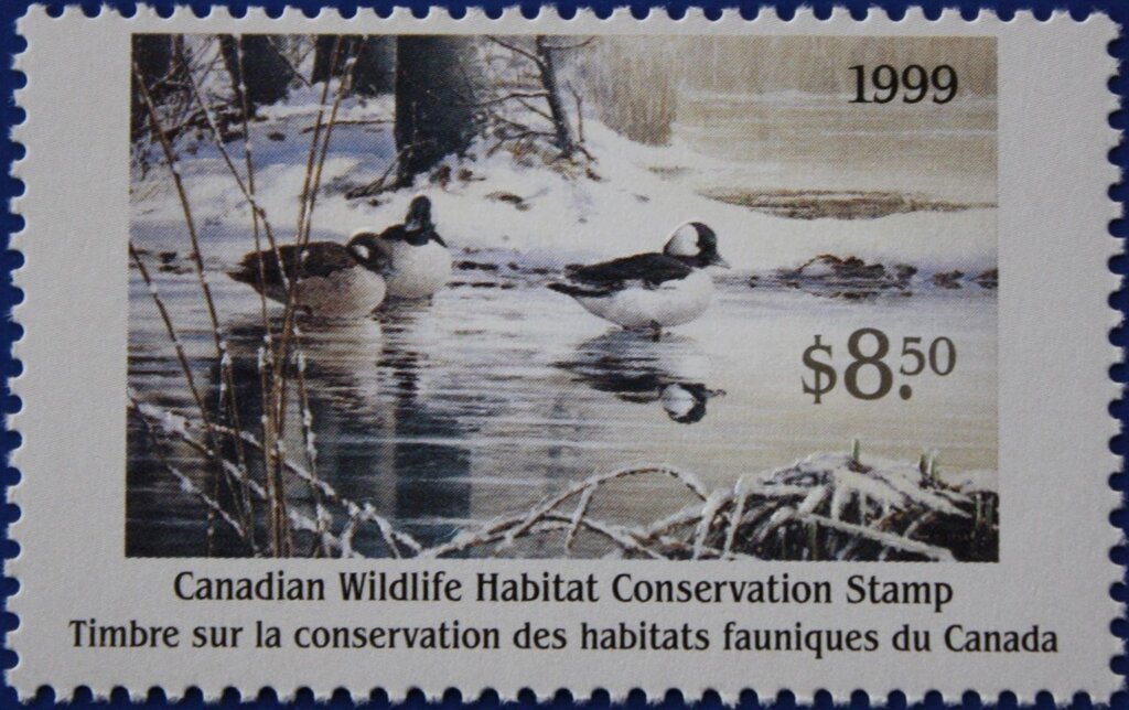 Bufflehead ducks