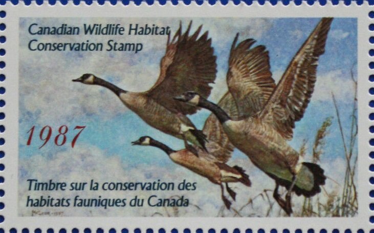 Canada geese
