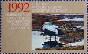Stamp, Eider duck, Canada,  , Animals (Fauna), Birds, Ducks
