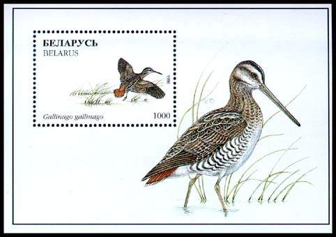 Souvenir sheet Water wading birds - Gallinago gallinago
