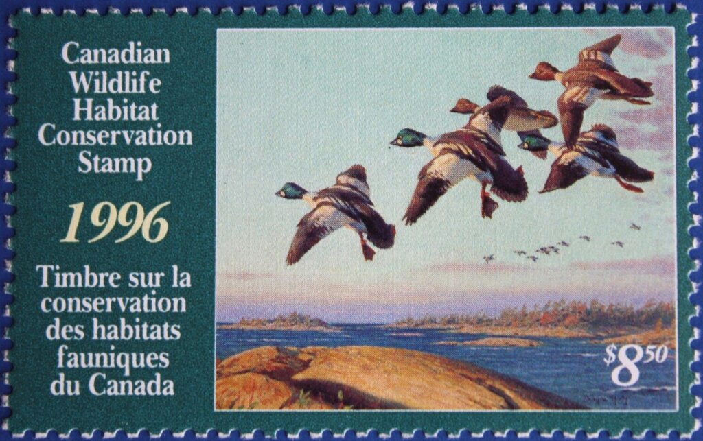 Goldeneye ducks