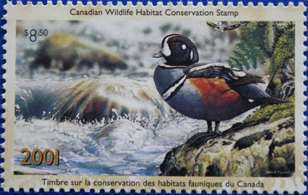 Harlequin duck