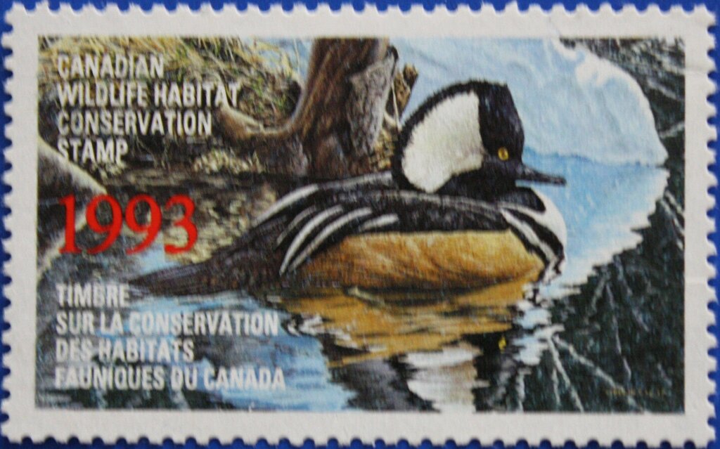 Hooded merganser