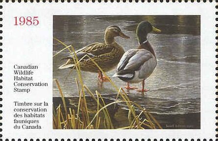 Mallards