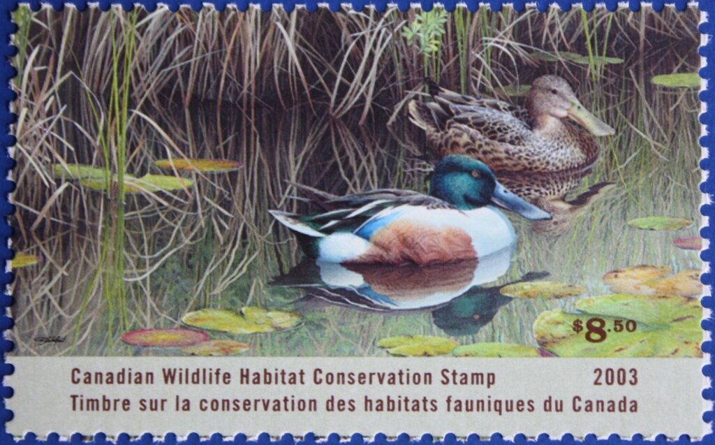 Northern shovelers