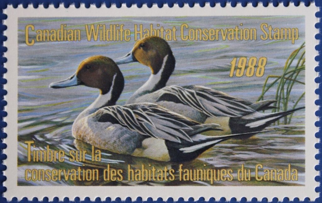 Pintails