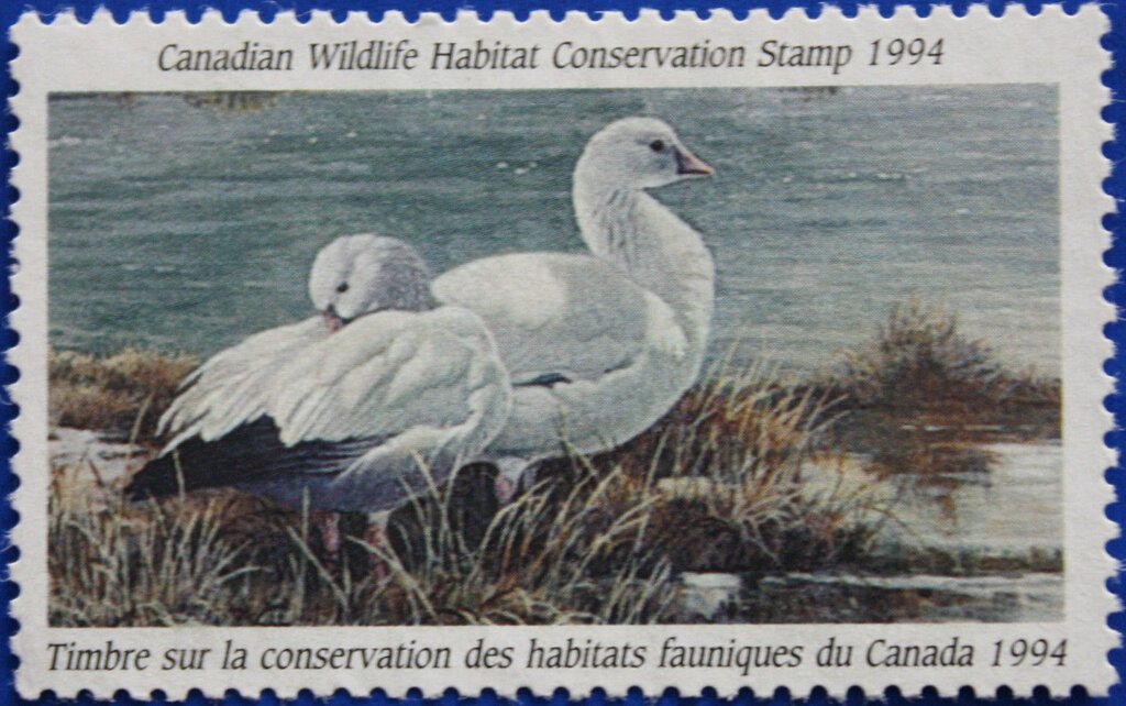 Ross geese