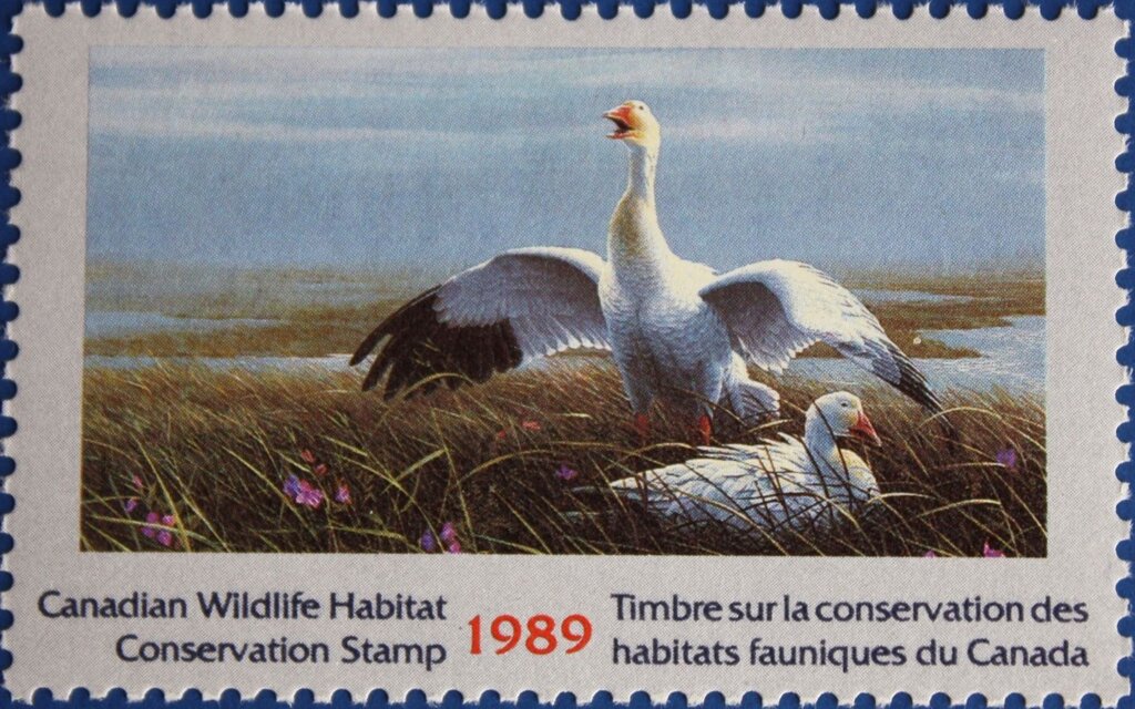 Snow goose