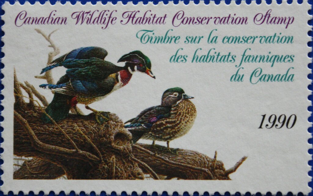 Wood ducks