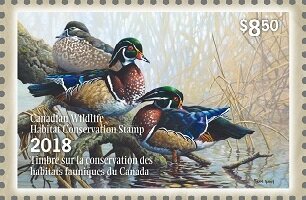 Wood ducks