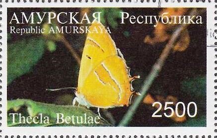 Brown hairstreak (Thecla betulae)