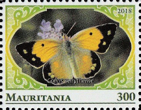 Colias eurytheme