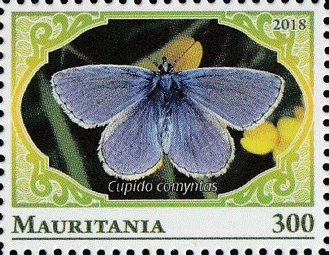 Eastern Tailed-Blue (Cupido comyntas)