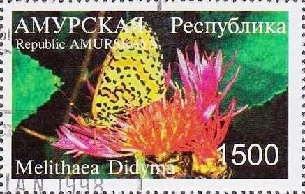 Melitaea didyma