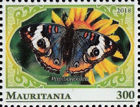 Pailionoidea