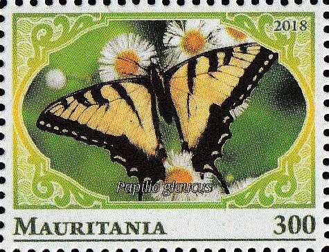 Paipilio glaucus