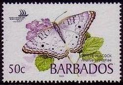 White Peacock (Anartia jatrophae)