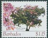 Pink cassia