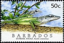Barbados Anole (Anolis extremus)