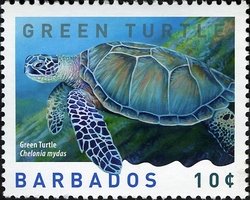 Green Sea Turtle (Chelonia mydas)