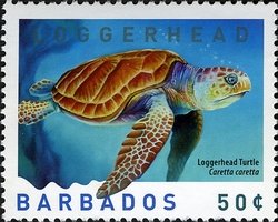 Stamp, Loggerhead (Caretta caretta), Barbados,  , Turtles, Animals (Fauna)