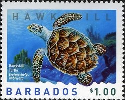 Hawksbill Turtle (Eretmochelys imbricata)