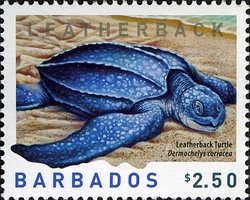 Leatherback Sea Turtle (Dermochelys coriacea)