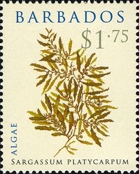 Stamp, Sargassum platycarpum, Barbados,  