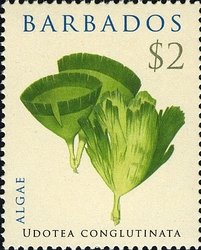 Stamp, Udotea conglutinata, Barbados,  