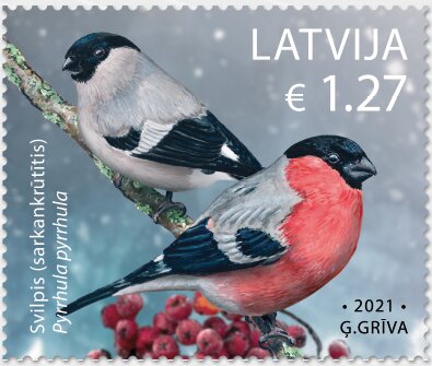 Bullfinch (Pyrrhula pyrrhula)