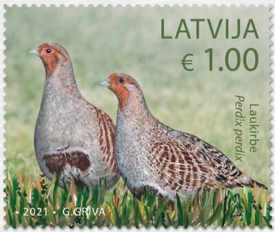Grey Partridge (Perdix perdix)