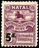 Black and blue wildebeest