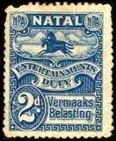 Black and blue wildebeest