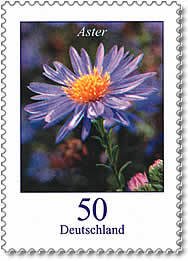 Autumn Aster