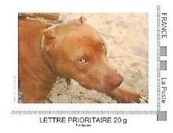 Red Dog