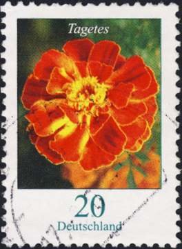 Tagetes