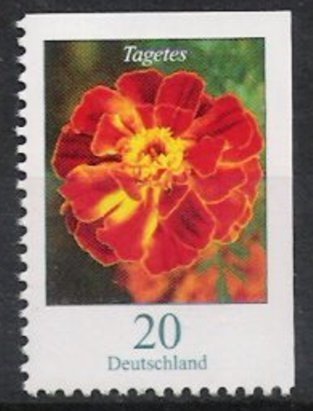 Tagetes