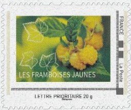Yellow Raspberries. Framboises Jaunes