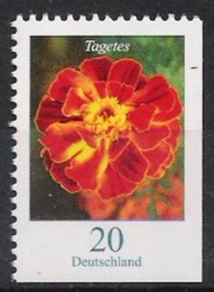 Tagetes