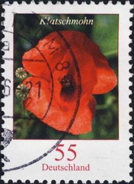 Poppies