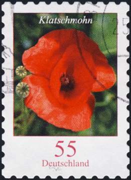 Poppies