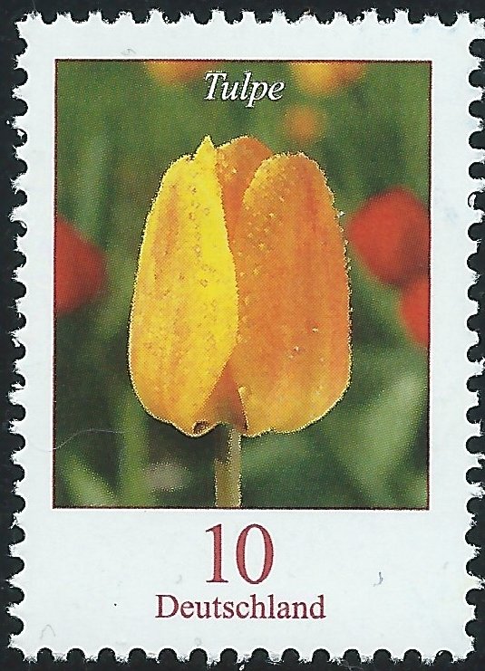 Tulip
