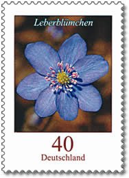 Liverwort (Hepatica sp.)